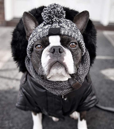 Warm Pet Dog Knitted Hat, Windproof Knitting French Bulldog Hat